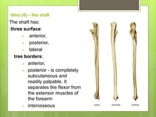 Ulna (4) – the shaft
The shaft has:
three surface:
 anterior,
 posterior,
 lateral
tree borders:
 anterior,
 posterior - is completely
subcutaneous and
readily palpable. It
separates the flexor from
the extensor muscles of
the forearm
 interosseous
 
