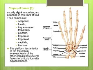 Carpus- 8 bones (1)
usually eight in number, are
arranged in two rows of four
Their names are:
 scaphoid,
 lunate,
 triquetrum (or
triquetral),
 pisiform,
 trapezium,
 trapezoid,
 capitate,
 hamate.
 The pisiform lies anterior
to the triquetrum,
whereas each of the
other carpals has several
facets for articulation with
adjacent bones.
 