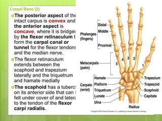 Carpal Bone (2)
The posterior aspect of the
intact carpus is convex and
the anterior aspect is
concave, where it is bridged
by the flexor retinaculum to
form the carpal canal or
tunnel for the flexor tendons
and the median nerve.
The flexor retinaculum
extends between the
scaphoid and trapezium
laterally and the triquetrum
and hamate medially
The scaphoid has a tubercle
on its anterior side that can be
felt under cover of and lateral
to the tendon of the flexor
carpi radialis.
 