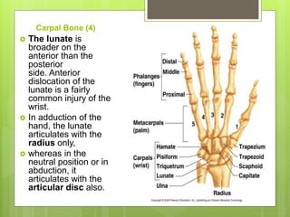 Carpal Bone (4)
 The lunate is
broader on the
anterior than the
posterior
side. Anterior
dislocation of the
lunate is a fairly
common injury of the
wrist.
 In adduction of the
hand, the lunate
articulates with the
radius only,
 whereas in the
neutral position or in
abduction, it
articulates with the
articular disc also.
 