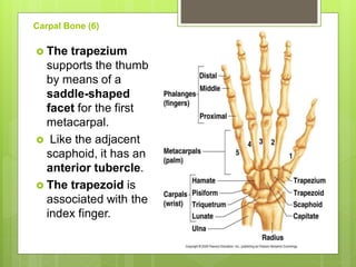 Carpal Bone (6)
 The trapezium
supports the thumb
by means of a
saddle-shaped
facet for the first
metacarpal.
 Like the adjacent
scaphoid, it has an
anterior tubercle.
 The trapezoid is
associated with the
index finger.
 