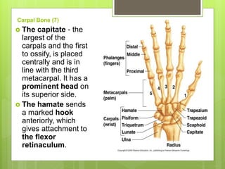 Carpal Bone (7)
 The capitate - the
largest of the
carpals and the first
to ossify, is placed
centrally and is in
line with the third
metacarpal. It has a
prominent head on
its superior side.
 The hamate sends
a marked hook
anteriorly, which
gives attachment to
the flexor
retinaculum.
 