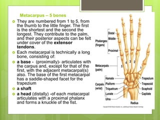Metacarpus – 5 bones
 They are numbered from 1 to 5, from
the thumb to the little finger. The first
is the shortest and the second the
longest. They contribute to the palm,
and their posterior aspects can be felt
under cover of the extensor
tendons.
 Each metacarpal is technically a long
bone, consisting of:
 a base - (proximally)- articulates with
the carpus and, except for that of the
first, with the adjacent metacarpal(s)
also. The base of the first metacarpal
has a saddle-shaped facet for the
trapezium
 a shaft
 a head (distally) -of each metacarpal
articulates with a proximal phalanx
and forms a knuckle of the fist.
 