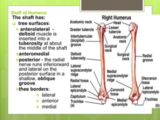 Shaft of Humerus
The shaft has:
 tree surfaces:
 anterolateral -
deltoid muscle is
inserted into a
tuberosity at about
the middle of the shaft
anteromedial
posterior - the radial
nerve runs inferiorward
and lateral on the
posterior surface in a
shallow, oblique
groove
thee borders:
 lateral
 anterior
 medial
 