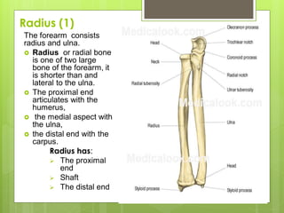 Radius (1)
The forearm consists
radius and ulna.
 Radius or radial bone
is one of two large
bone of the forearm, it
is shorter than and
lateral to the ulna.
 The proximal end
articulates with the
humerus,
 the medial aspect with
the ulna,
 the distal end with the
carpus.
Radius has:
 The proximal
end
 Shaft
 The distal end
 