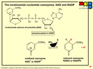Nadp Function 6. ENZIM.ppt