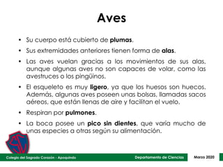 Departamento de Ciencias Marzo 2020
Aves
• Su cuerpo está cubierto de plumas.
• Sus extremidades anteriores tienen forma de alas.
• Las aves vuelan gracias a los movimientos de sus alas,
aunque algunas aves no son capaces de volar, como las
avestruces o los pingüinos.
• El esqueleto es muy ligero, ya que los huesos son huecos.
Además, algunas aves poseen unas bolsas, llamadas sacos
aéreos, que están llenas de aire y facilitan el vuelo.
• Respiran por pulmones.
• La boca posee un pico sin dientes, que varía mucho de
unas especies a otras según su alimentación.
 
