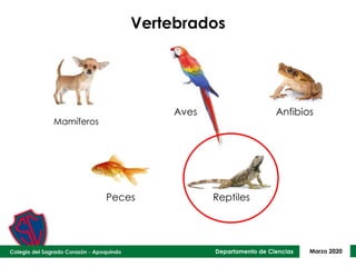 Departamento de Ciencias Marzo 2020
Vertebrados
Aves Anfibios
Peces Reptiles
Mamíferos
 