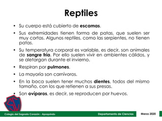 Departamento de Ciencias Marzo 2020
Reptiles
• Su cuerpo está cubierto de escamas.
• Sus extremidades tienen forma de patas, que suelen ser
muy cortas. Algunos reptiles, como las serpientes, no tienen
patas.
• Su temperatura corporal es variable, es decir, son animales
de sangre fría. Por ello suelen vivir en ambientes cálidos, y
se aletargan durante el invierno.
• Respiran por pulmones.
• La mayoría son carnívoros.
• En la boca suelen tener muchos dientes, todos del mismo
tamaño, con los que retienen a sus presas.
• Son ovíparos, es decir, se reproducen por huevos.
 