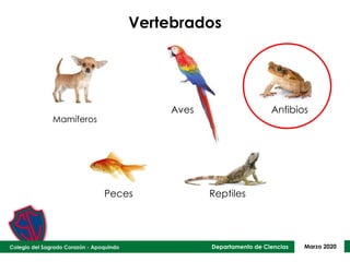 Departamento de Ciencias Marzo 2020
Vertebrados
Aves Anfibios
Peces Reptiles
Mamíferos
 