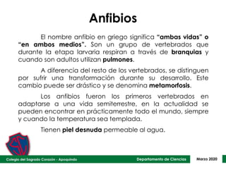Departamento de Ciencias Marzo 2020
Anfibios
El nombre anfibio en griego significa “ambas vidas” o
“en ambos medios”. Son un grupo de vertebrados que
durante la etapa larvaria respiran a través de branquias y
cuando son adultos utilizan pulmones.
A diferencia del resto de los vertebrados, se distinguen
por sufrir una transformación durante su desarrollo. Este
cambio puede ser drástico y se denomina metamorfosis.
Los anfibios fueron los primeros vertebrados en
adaptarse a una vida semiterrestre, en la actualidad se
pueden encontrar en prácticamente todo el mundo, siempre
y cuando la temperatura sea templada.
Tienen piel desnuda permeable al agua.
 