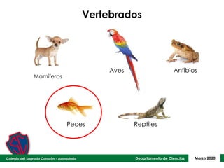 Departamento de Ciencias Marzo 2020
Vertebrados
Aves Anfibios
Peces Reptiles
Mamíferos
 