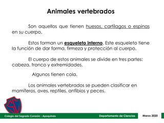 Departamento de Ciencias Marzo 2020
Animales vertebrados
Son aquellos que tienen huesos, cartílagos o espinas
en su cuerpo.
Estos forman un esqueleto interno. Este esqueleto tiene
la función de dar forma, firmeza y protección al cuerpo.
El cuerpo de estos animales se divide en tres partes:
cabeza, tronco y extremidades.
Algunos tienen cola.
Los animales vertebrados se pueden clasificar en
mamíferos, aves, reptiles, anfibios y peces.
 