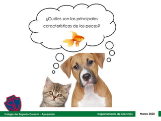 Departamento de Ciencias Marzo 2020
¿Cuáles son las principales
características de los peces?
 