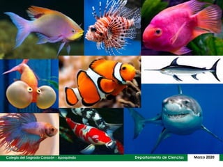 Departamento de Ciencias Marzo 2020
 