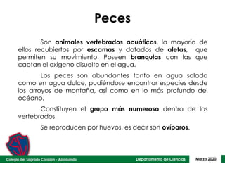 Departamento de Ciencias Marzo 2020
Peces
Son animales vertebrados acuáticos, la mayoría de
ellos recubiertos por escamas y dotados de aletas, que
permiten su movimiento. Poseen branquias con las que
captan el oxígeno disuelto en el agua.
Los peces son abundantes tanto en agua salada
como en agua dulce, pudiéndose encontrar especies desde
los arroyos de montaña, así como en lo más profundo del
océano.
Constituyen el grupo más numeroso dentro de los
vertebrados.
Se reproducen por huevos, es decir son ovíparos.
 
