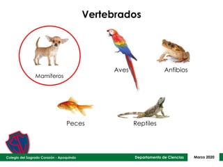 Departamento de Ciencias Marzo 2020
Vertebrados
Aves Anfibios
Peces Reptiles
Mamíferos
 