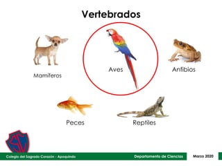 Departamento de Ciencias Marzo 2020
Vertebrados
Aves Anfibios
Peces Reptiles
Mamíferos
 