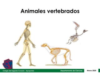 Departamento de Ciencias Marzo 2020
Animales vertebrados
 