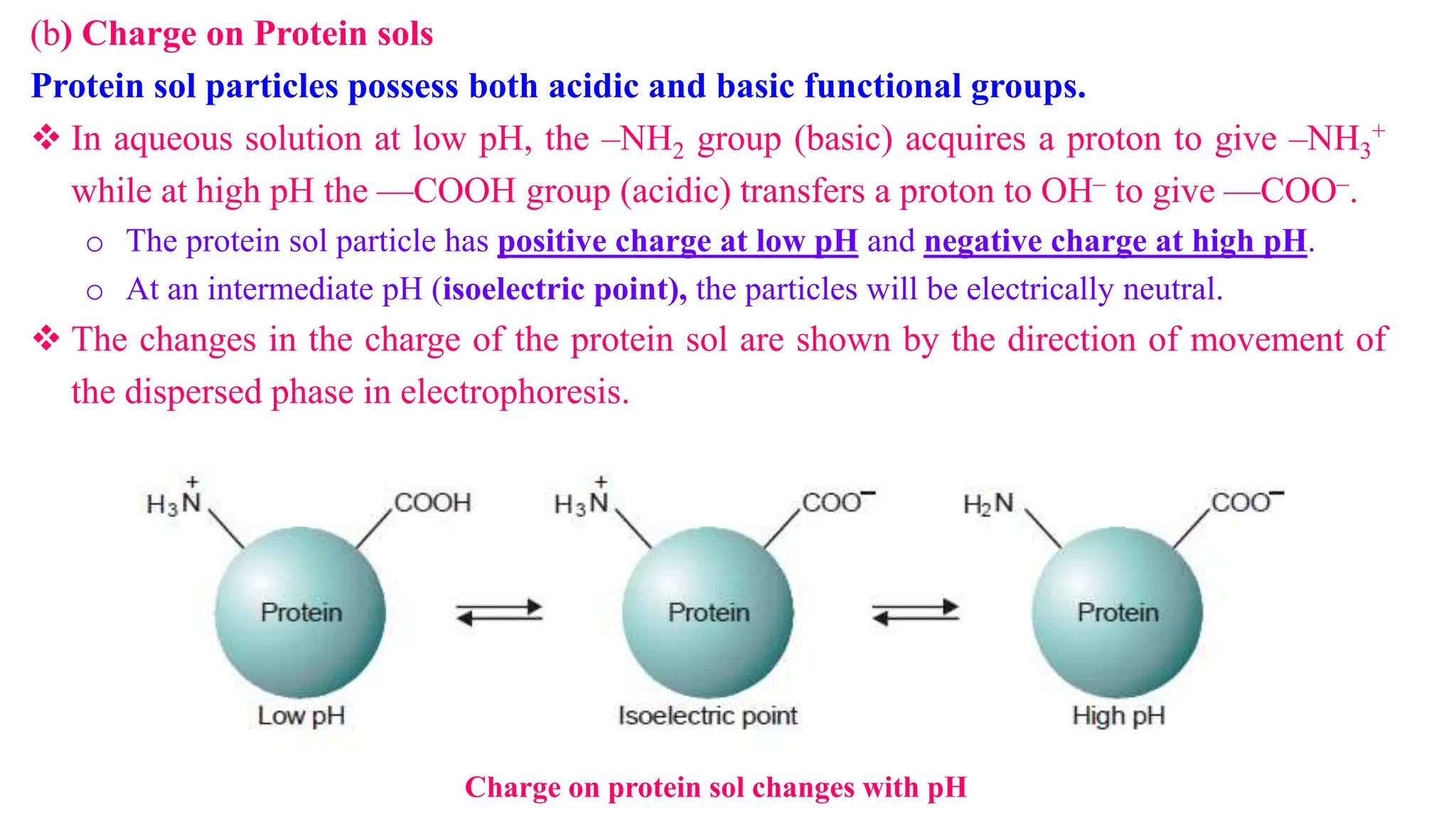 (b) Charge on Protein sols
Protein sol particles possess both acidic and basic functional groups.
 In aqueous solution at low pH, the –NH2 group (basic) acquires a proton to give –NH3
+
while at high pH the —COOH group (acidic) transfers a proton to OH– to give —COO–.
o The protein sol particle has positive charge at low pH and negative charge at high pH.
o At an intermediate pH (isoelectric point), the particles will be electrically neutral.
 The changes in the charge of the protein sol are shown by the direction of movement of
the dispersed phase in electrophoresis.
Charge on protein sol changes with pH
 