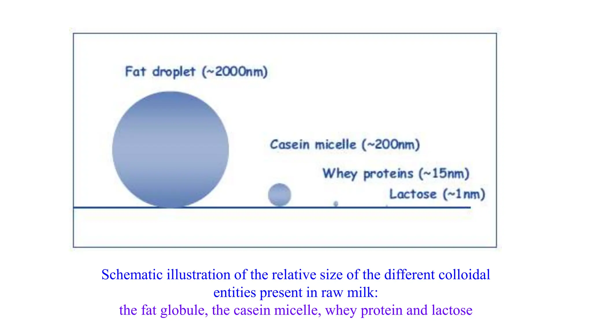 Schematic illustration of the relative size of the different colloidal
entities present in raw milk:
the fat globule, the casein micelle, whey protein and lactose
 