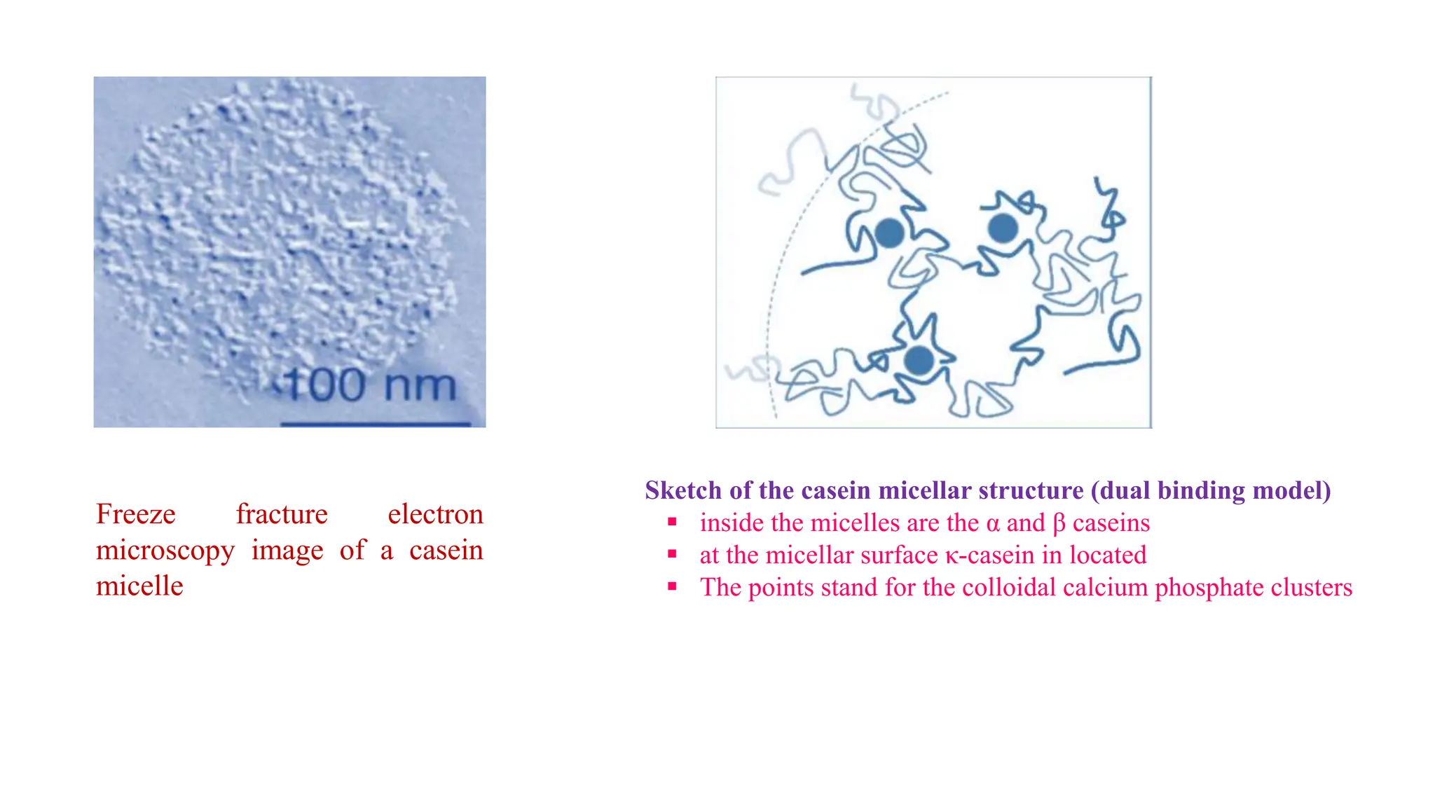 Freeze fracture electron
microscopy image of a casein
micelle
Sketch of the casein micellar structure (dual binding model)
 inside the micelles are the α and β caseins
 at the micellar surface κ-casein in located
 The points stand for the colloidal calcium phosphate clusters
 