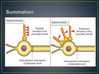 Synapse , physiology of synapses in very easy way | PPTX