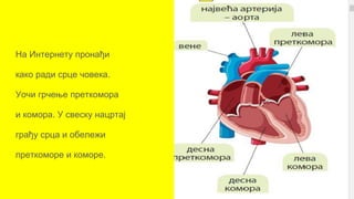 На Интернету пронађи
како ради срце човека.
Уочи грчење преткомора
и комора. У свеску нацртај
грађу срца и обележи
преткоморе и коморе.
 