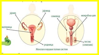 Спољашња и унутрашња грађа човека 6. разред.pptx