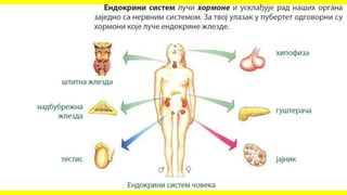 Спољашња и унутрашња грађа човека 6. разред.pptx