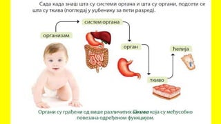 Спољашња и унутрашња грађа човека 6. разред.pptx
