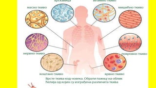 Спољашња и унутрашња грађа човека 6. разред.pptx