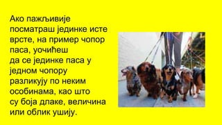 Ако пажљивије
посматраш јединке исте
врсте, на пример чопор
паса, уочићеш
да се јединке паса у
једном чопору
разликују по неким
особинама, као што
су боја длаке, величина
или облик ушију.
 