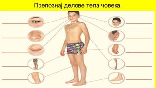 Препознај делове тела човека.
 