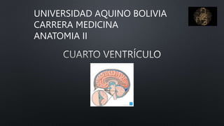 UNIVERSIDAD AQUINO BOLIVIA
CARRERA MEDICINA
ANATOMIA II
 