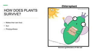 WHY DO WE NEED PLANTS - YEAR 8 PHOTOSYNTHESIS | PPTX