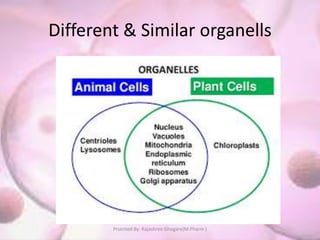 Cellular level of organization,Plant cell,animal cell | PPTX