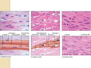 6. MUSCLE TISSUE. MEDICAL studies for pptx | PPTX