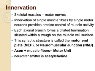 6. MUSCLE TISSUE. MEDICAL studies for pptx | PPTX