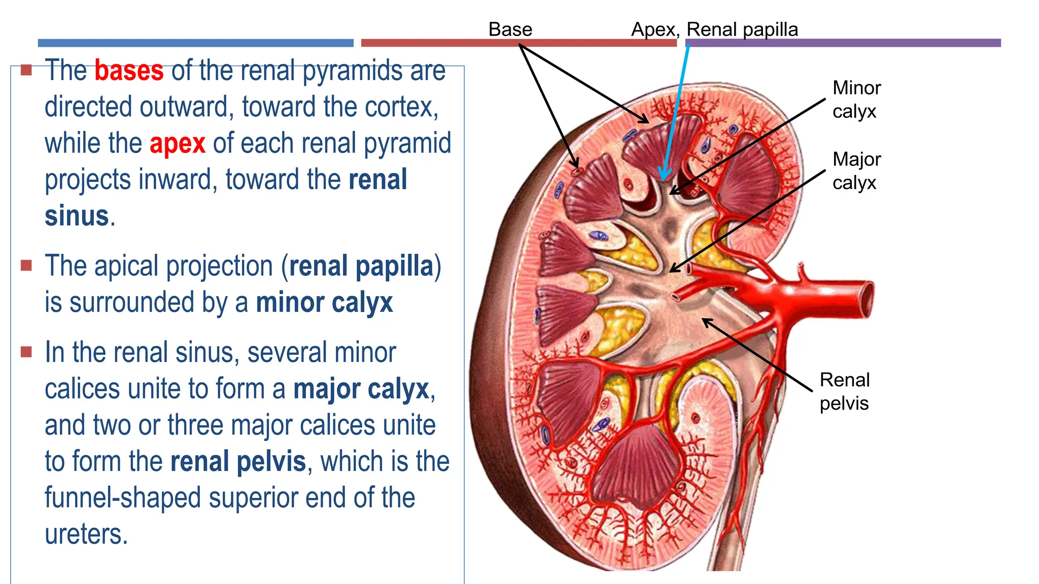 6. ANATOMY OF THE KIDNEY, URETER & POSTERIOR.pdf
