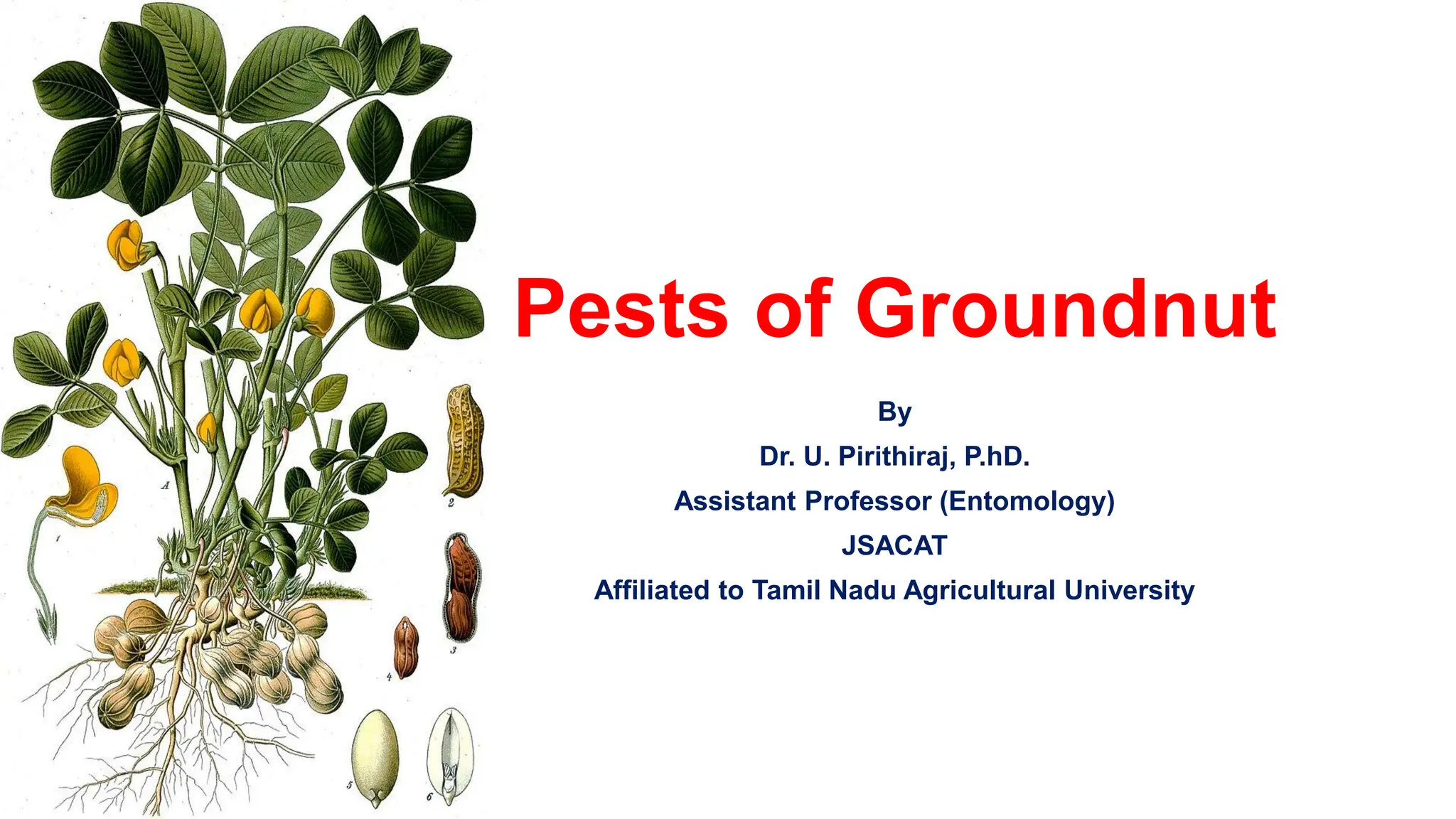 6.1 Pests of Groundnut_Binomics_Identification_Dr.UPR