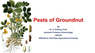 Pests of Groundnut
By
Dr. U. Pirithiraj, P.hD.
Assistant Professor (Entomology)
JSACAT
Affiliated to Tamil Nadu Agricultural University
 