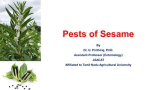 Pests of Sesame
By
Dr. U. Pirithiraj, P.hD.
Assistant Professor (Entomology)
JSACAT
Affiliated to Tamil Nadu Agricultural University
 