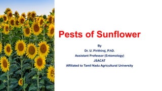 Pests of Sunflower
By
Dr. U. Pirithiraj, P.hD.
Assistant Professor (Entomology)
JSACAT
Affiliated to Tamil Nadu Agricultural University
 