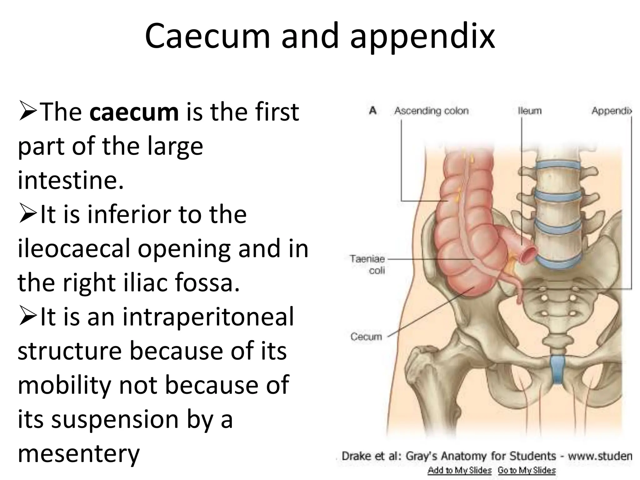 LARGE INTESTINE In The Human Body Of A Person PPTX LARGE INTESTINE In The Human Body Of A Person PPTX