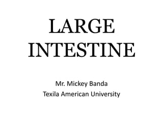 LARGE
INTESTINE
Mr. Mickey Banda
Texila American University
 