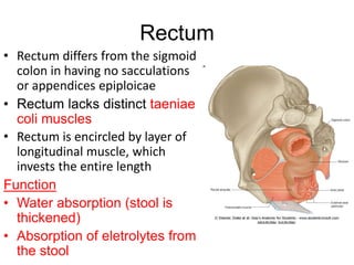 Stool Function LARGE INTESTINE in the human body of a person | PPTX