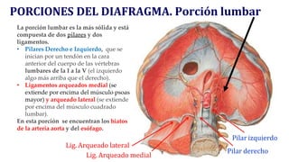 MIOLOGIA ASIGNATURA ANATOMIA ABDOMEN DIAFRAGMA PPTX miologia-asignatura-anatomia-abdomen-diafragma-pptx