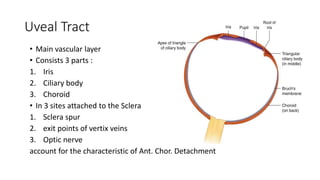 Uveal tract anatomy and physiology with descriptions | PPTX