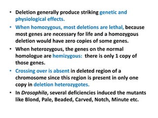 • Deletion generally produce striking genetic and
physiological effects.
• When homozygous, most deletions are lethal, because
most genes are necessary for life and a homozygous
deletion would have zero copies of some genes.
• When heterozygous, the genes on the normal
homologue are hemizygous: there is only 1 copy of
those genes.
• Crossing over is absent in deleted region of a
chromosome since this region is present in only one
copy in deletion heterozygotes.
• In Drosophila, several deficiencies induced the mutants
like Blond, Pale, Beaded, Carved, Notch, Minute etc.
 